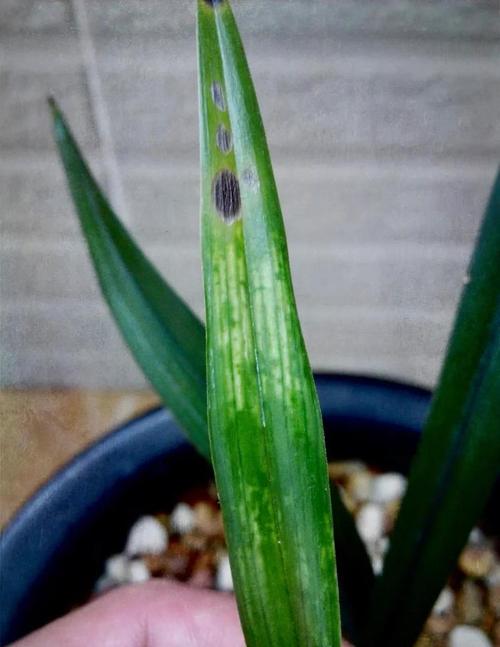 建兰哪些品种易生病？-图2