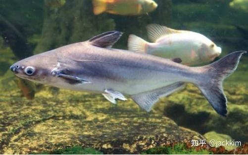 养殖淡水鲨鱼技术要求-图1