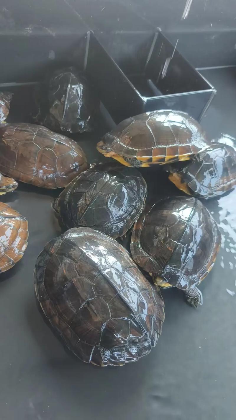 2025石金钱苗价格多少钱一只？-图2