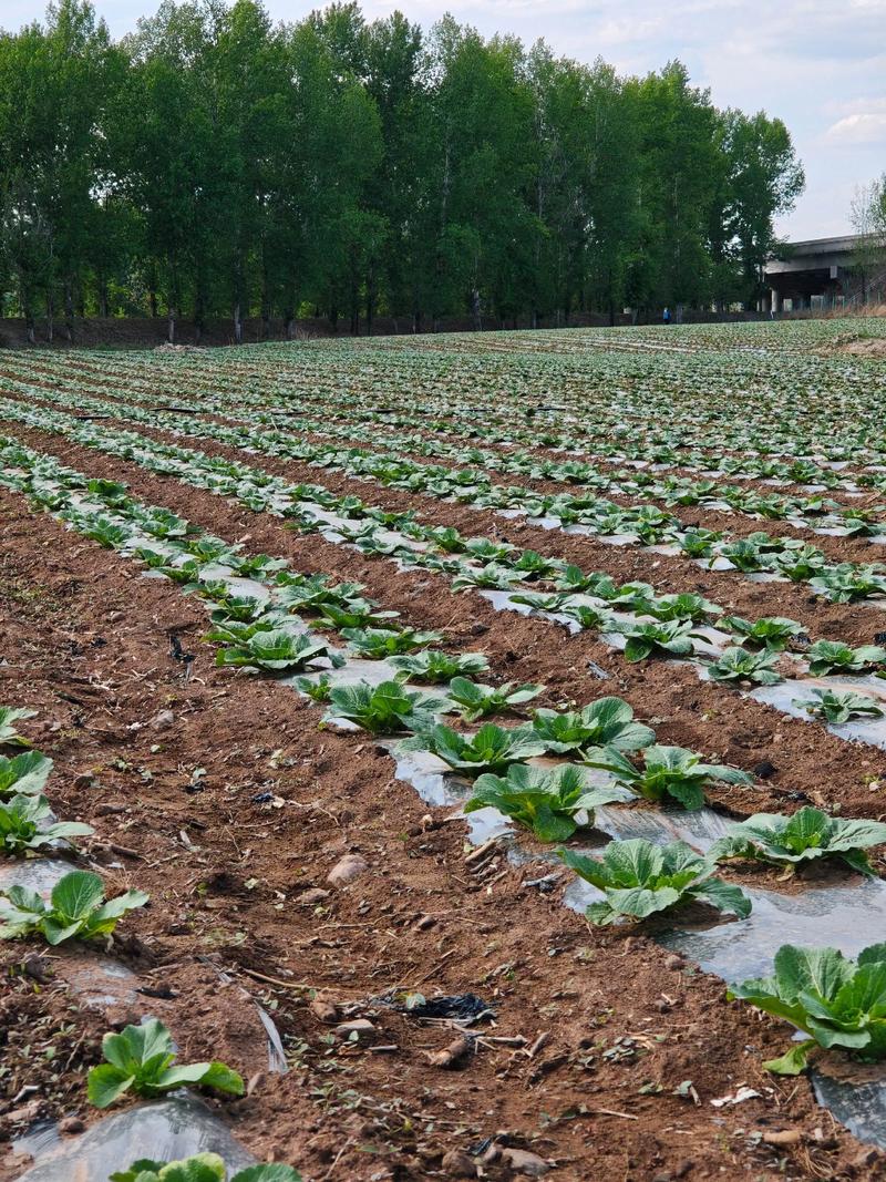 早春白菜露地种植咋管理？-图1
