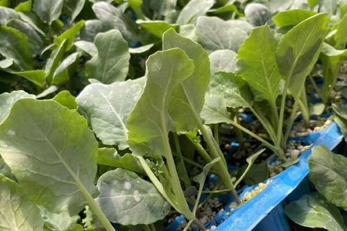 早春白菜露地种植咋管理？-图2