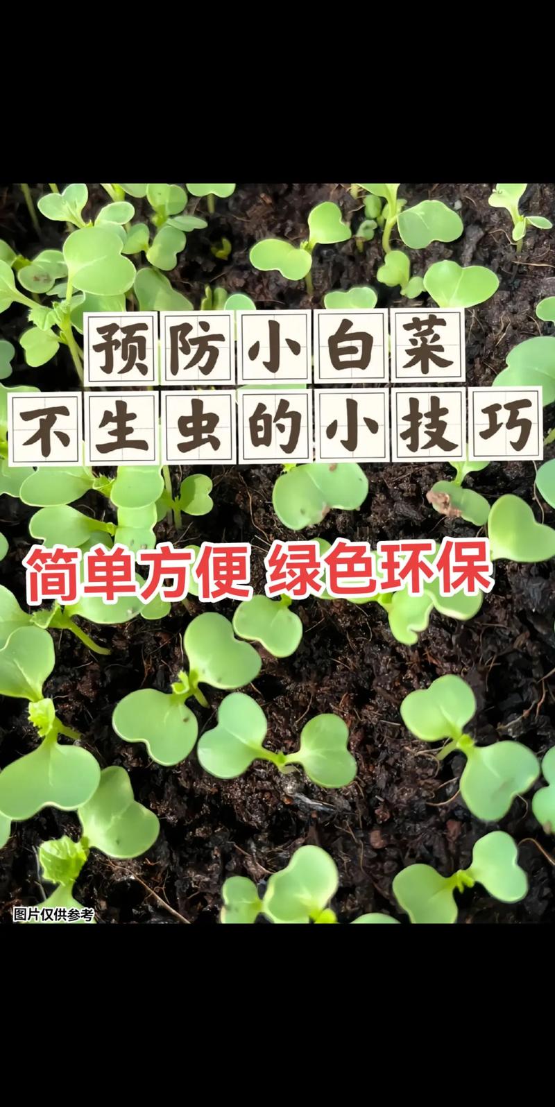 早春白菜露地种植咋管理？-图3