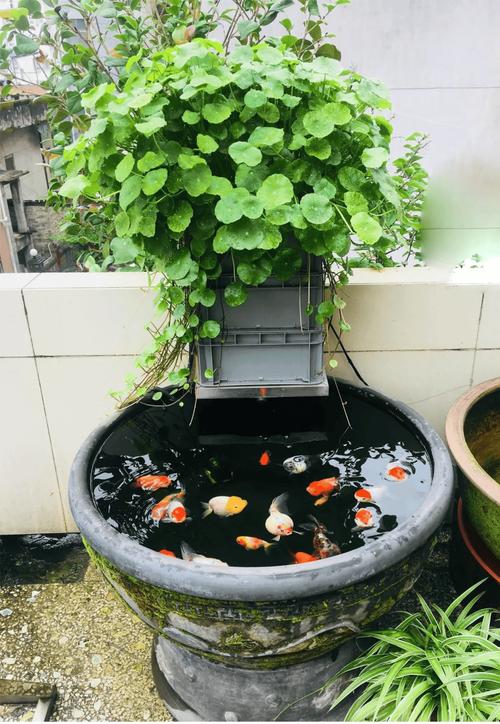 金鱼养殖新技术视频，有哪些实用技巧？-图1