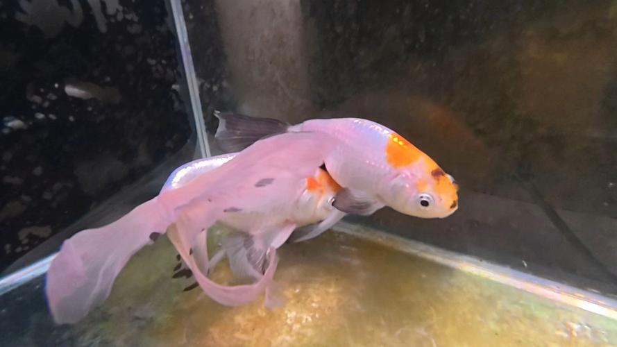 金鱼养殖新技术视频，有哪些实用技巧？-图2