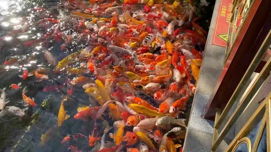 金鱼养殖新技术视频，有哪些实用技巧？-图3