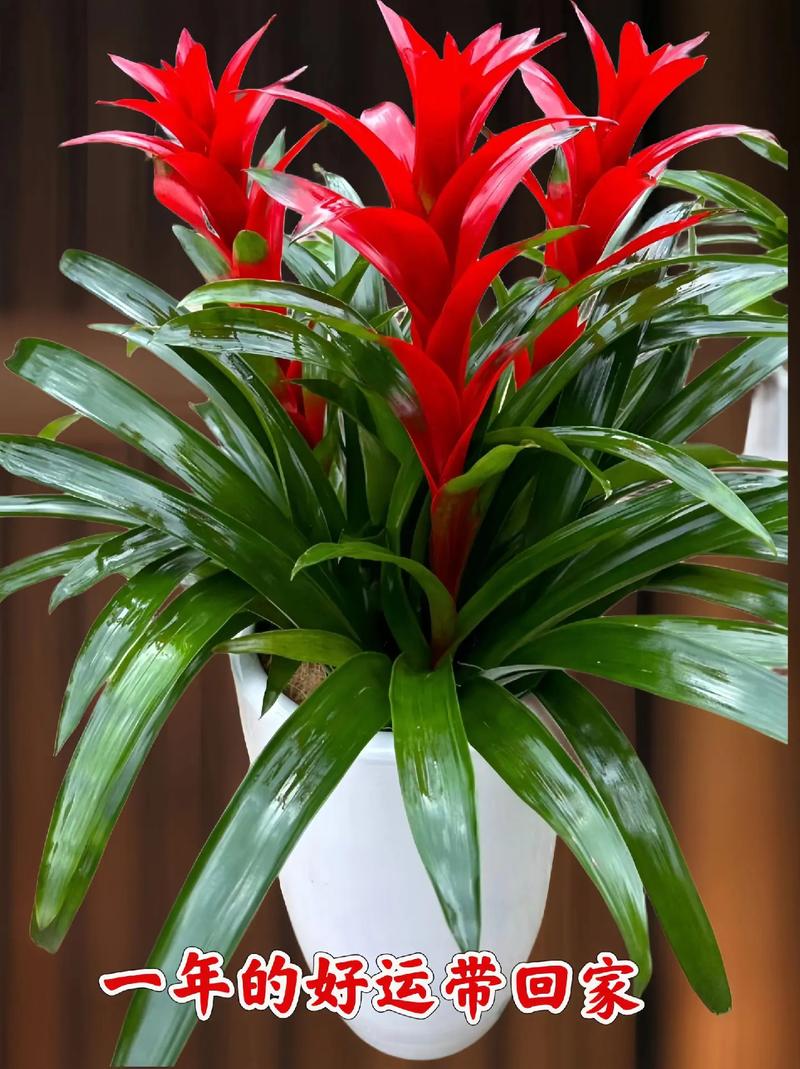 鸿运当头有哪些常见品种？-图1