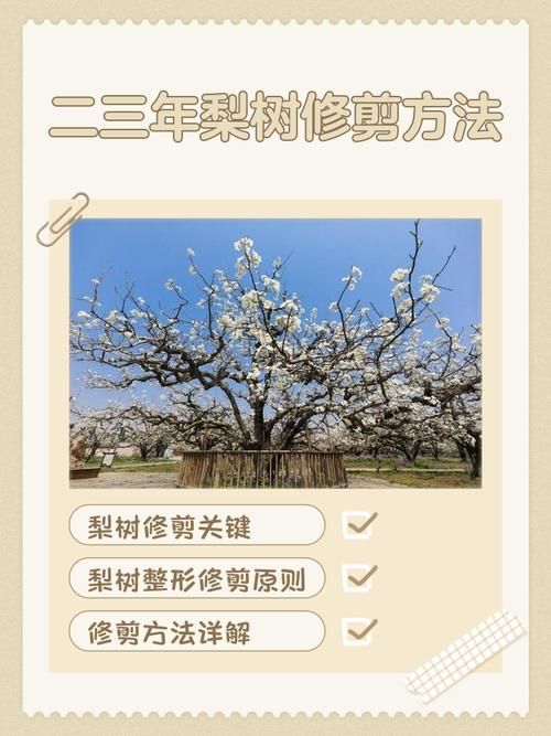 梨树冬季修剪，技术要点有哪些？-图1