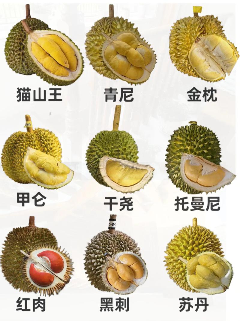现在榴莲都有哪些品种？-图2