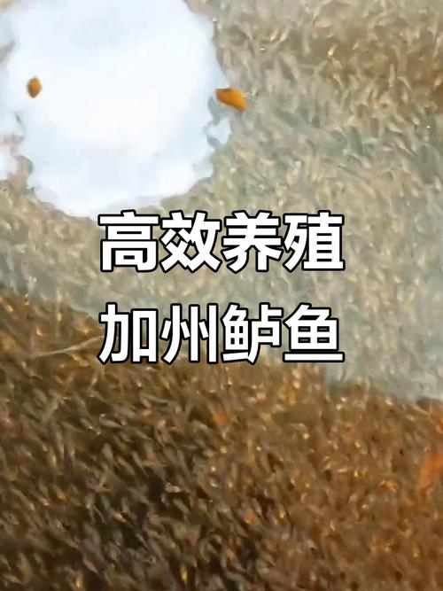 加州鲈鱼幼苗饲养技术-图1