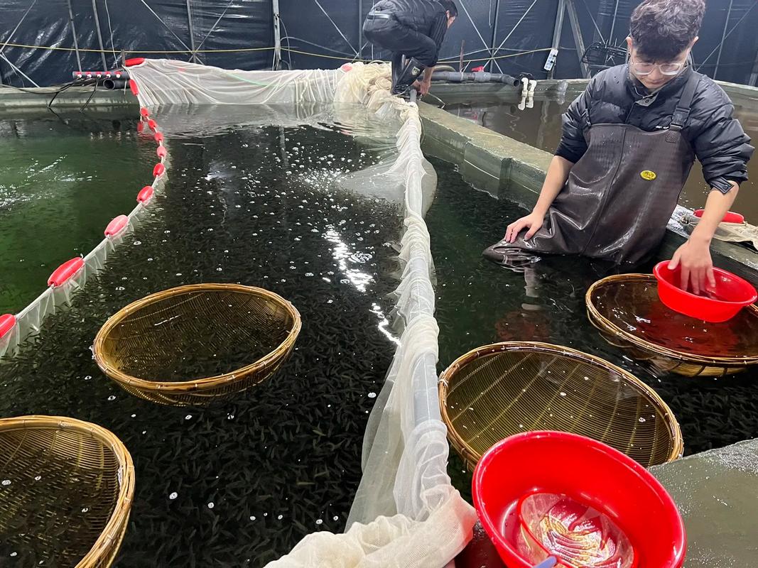 加州鲈鱼幼苗饲养技术-图2