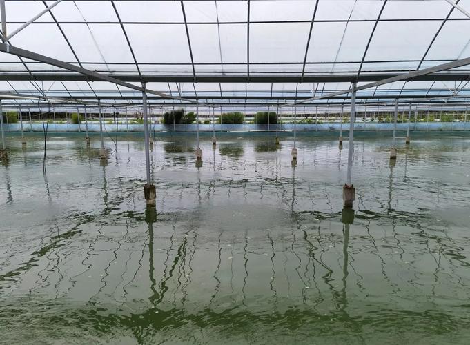 大闸蟹养殖技术有哪些关键要点？-图2