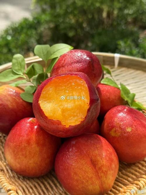 油桃什么品种最好最大-图1