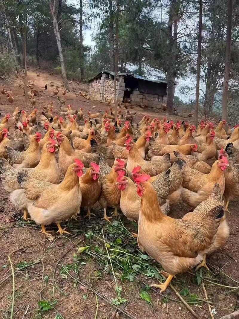 中国最大最重土鸡品种有多重？-图1