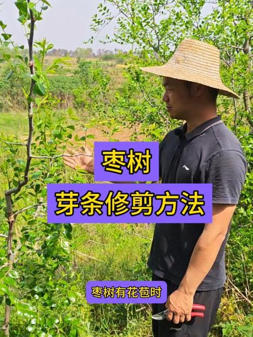 枣树夏季修剪技术视频-图1