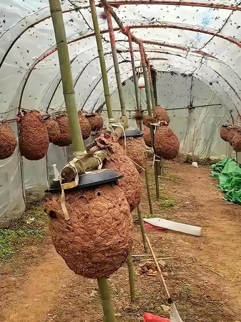 冬季养殖马蜂技术视频-图3