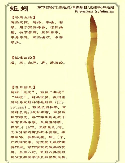 蚯蚓什么品种适合入药-图1