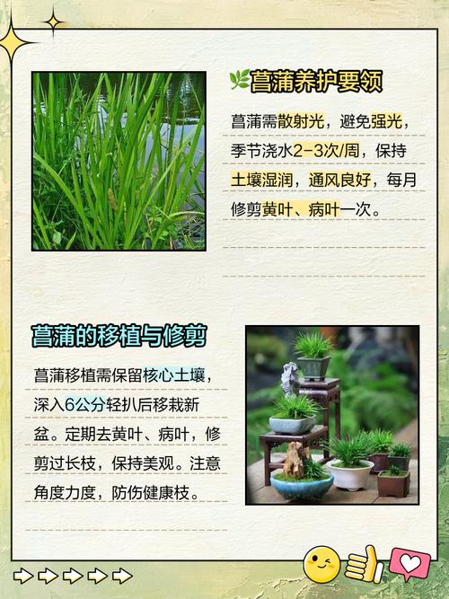 哪种菖蒲家庭养殖品种香味最浓？-图1