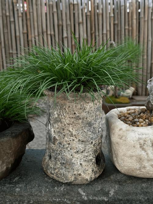 哪种菖蒲家庭养殖品种香味最浓？-图2