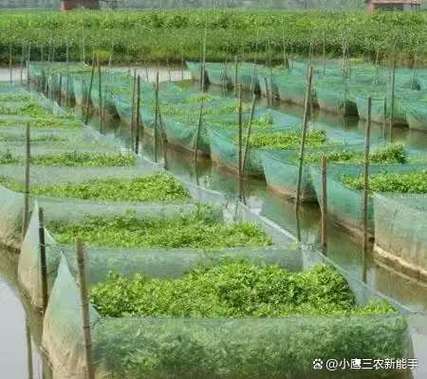 湖北水产养殖品种分布有何特点？-图3