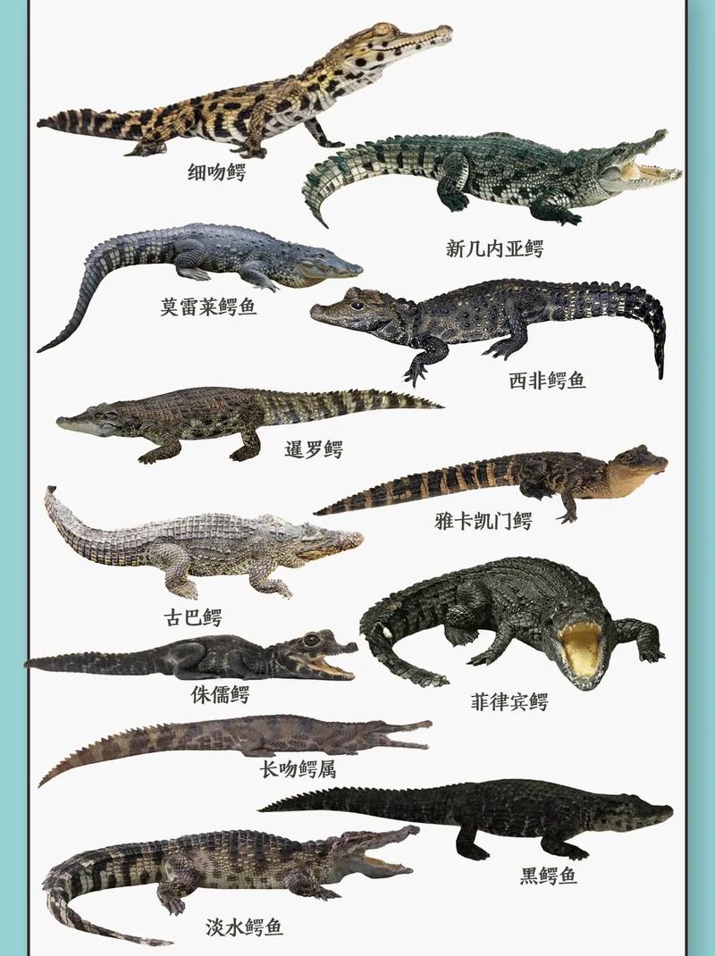 中国养殖鳄鱼什么品种-图1 中国养殖鳄鱼什么品种-图1