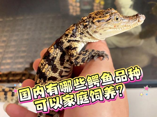 中国养殖鳄鱼什么品种-图3 中国养殖鳄鱼什么品种-图3