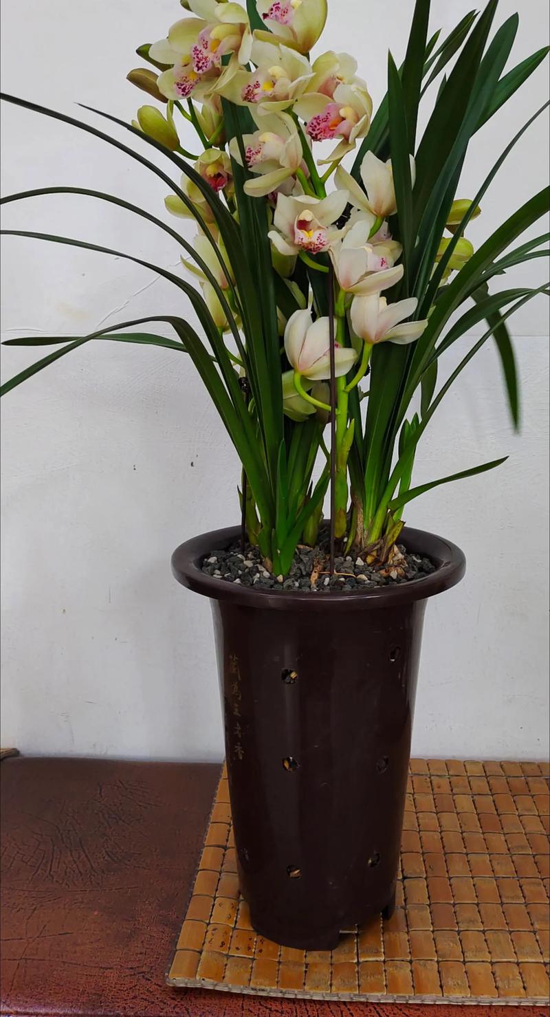 兰花蕙兰常见品种有哪些？-图2