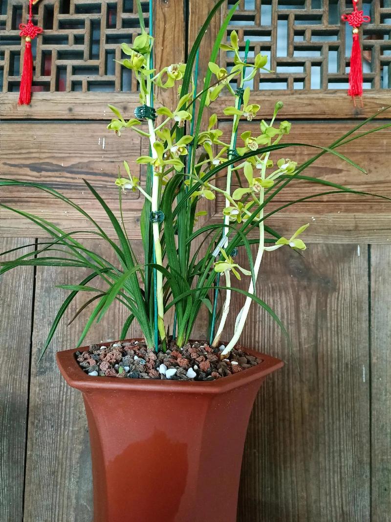 兰花蕙兰常见品种有哪些？-图3