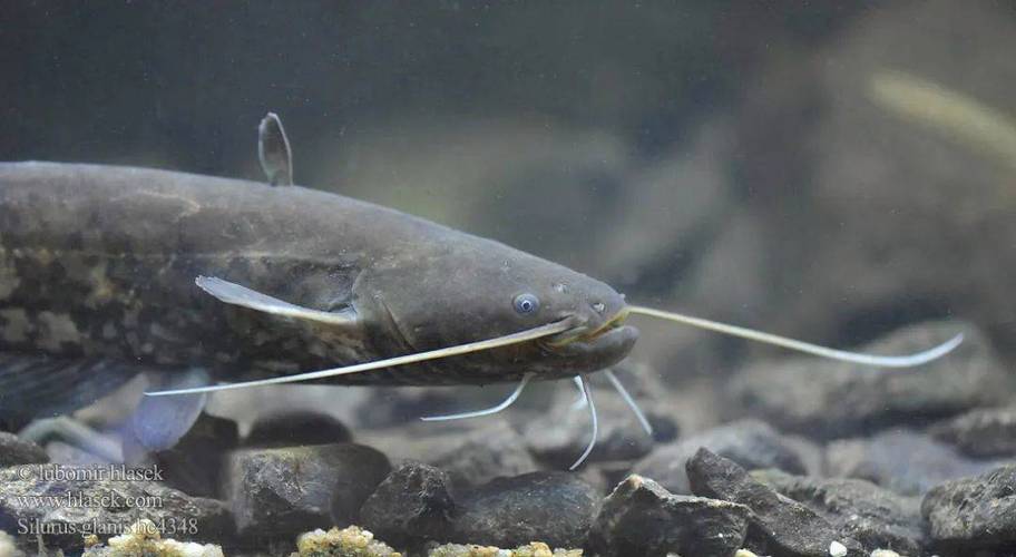 长江野生大口鲶鱼价格为何这么高？-图2