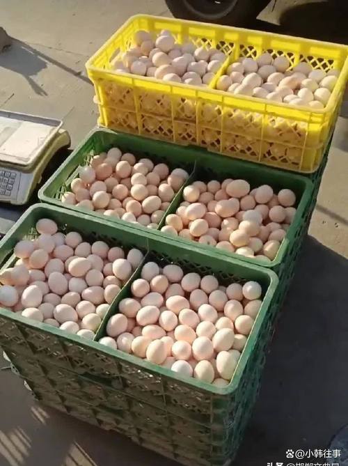 邯郸今日鸡蛋价格多少钱一斤？-图2