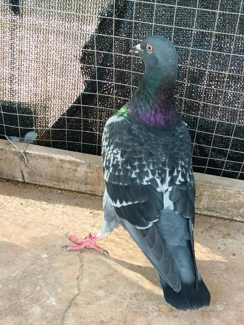 肉鸽养殖技术有哪些关键要点？-图1