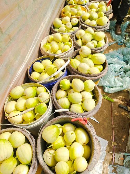 辽宁适合种哪些香瓜品种？-图1