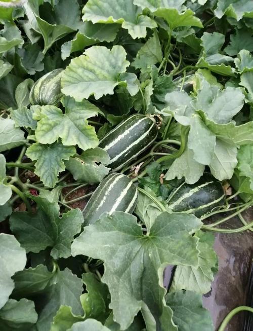 辽宁适合种哪些香瓜品种？-图2