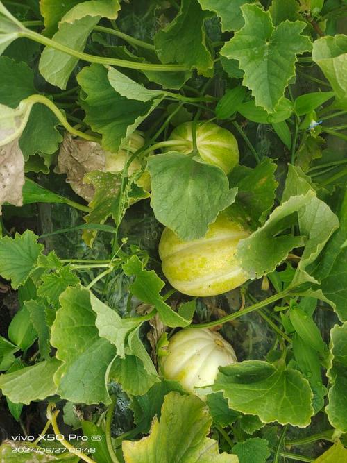 辽宁适合种哪些香瓜品种？-图3