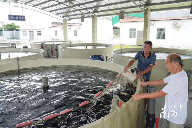 中国室内水产养殖哪些品种前景好？-图2