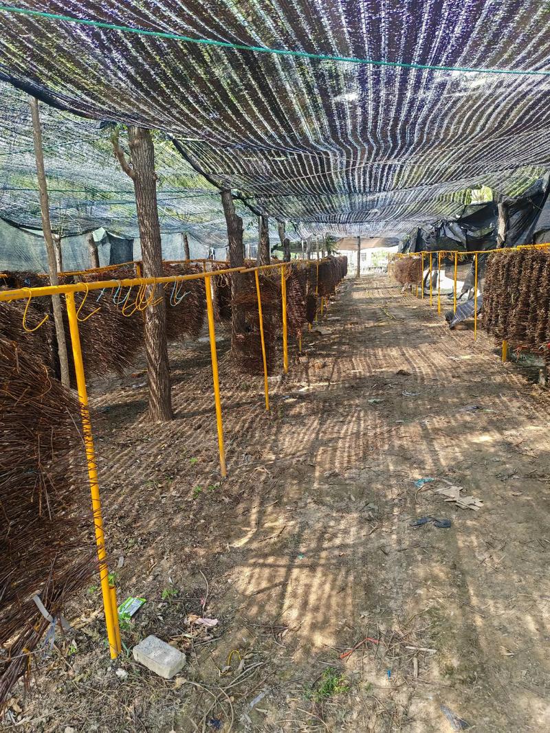 大棚养金蝉技术视频，新手怎么学？-图1