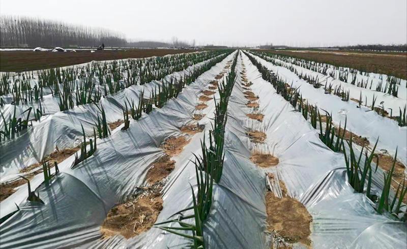 拱棚大葱种植技术视频有哪些要点？-图3