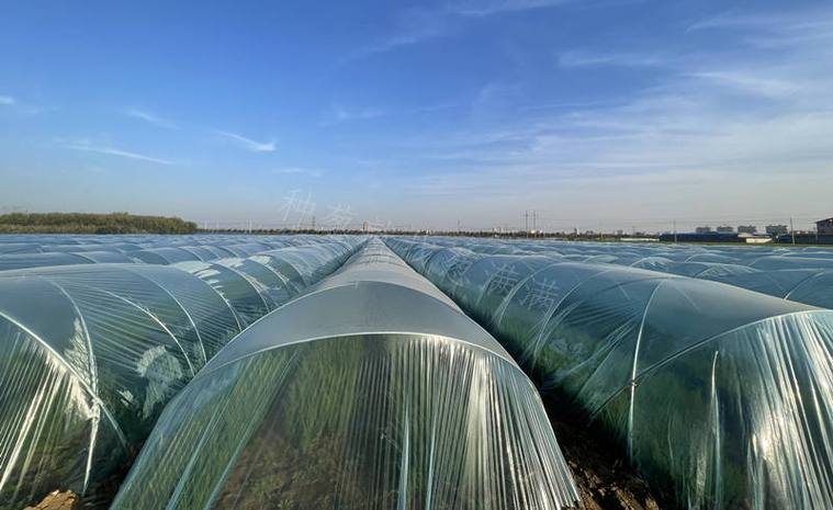 拱棚大葱种植技术视频有哪些要点？-图2