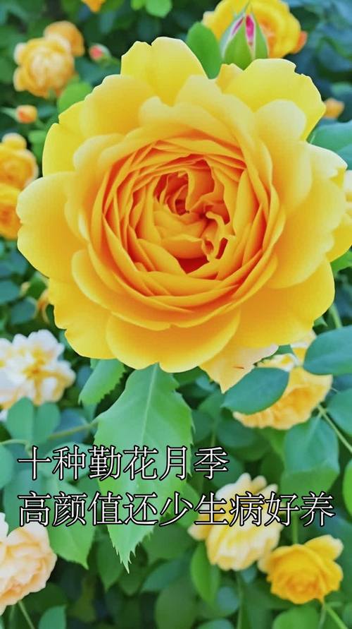 什么月季品种最好养活？-图3