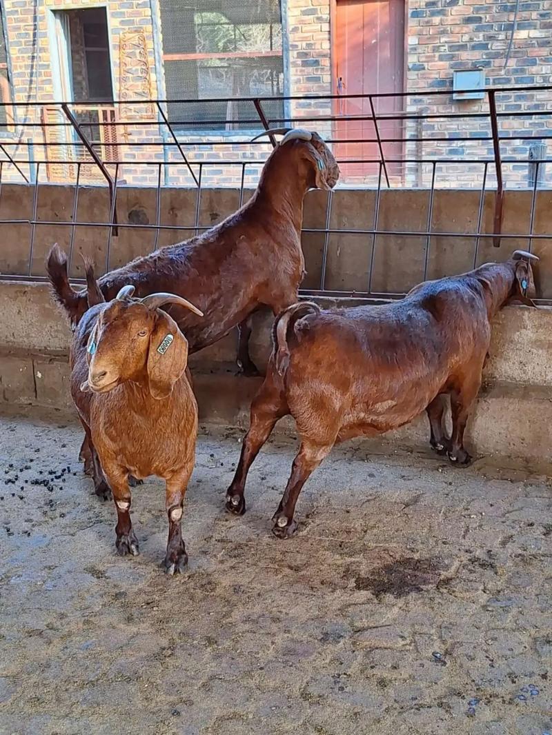 波尔山羊养殖技术要点有哪些？-图1