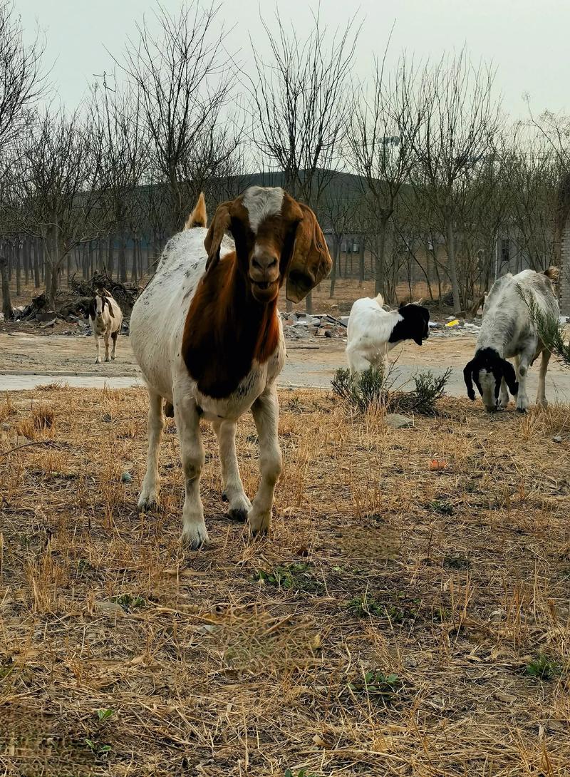 波尔山羊养殖技术要点有哪些？-图3