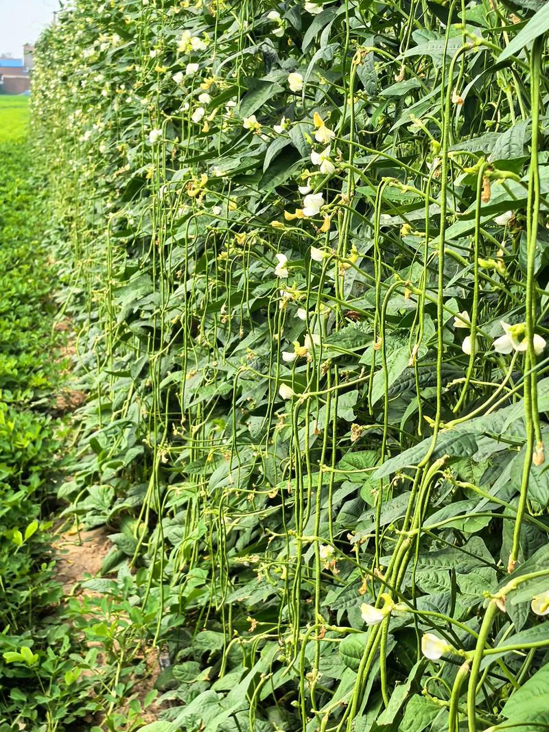 东北露天豆角咋种好？-图3