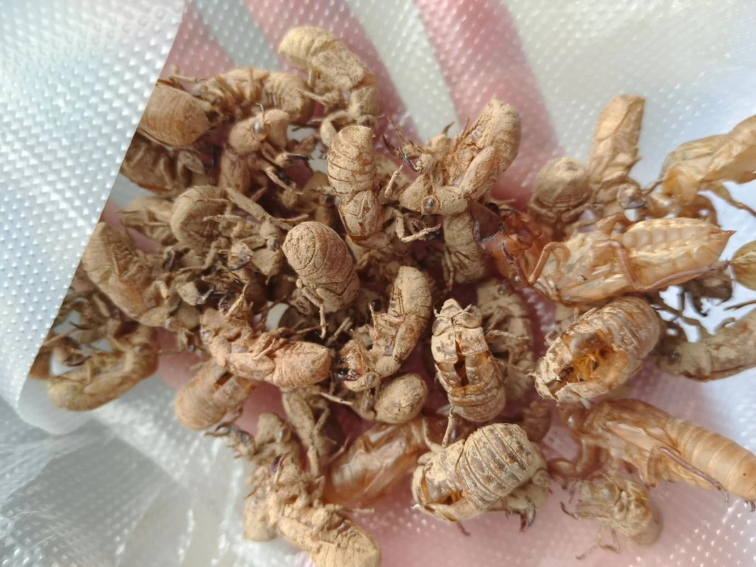 2025年蝉壳收购价会涨跌？-图1