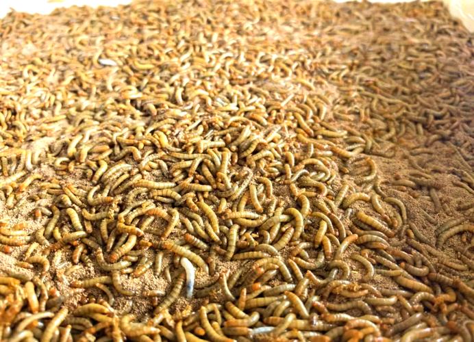 黄粉虫低成本养殖技术有哪些要点？-图1