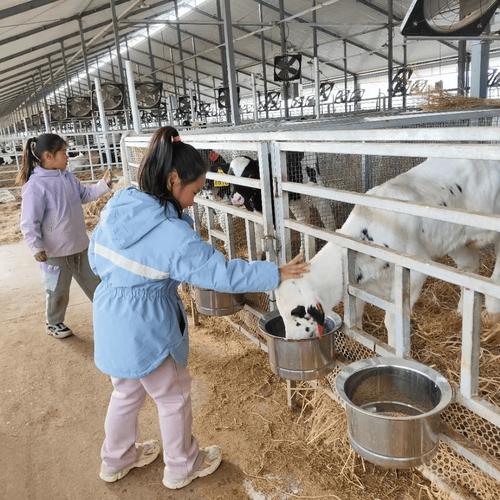 菏泽奶牛养殖技术视频，有哪些实用技巧？-图2