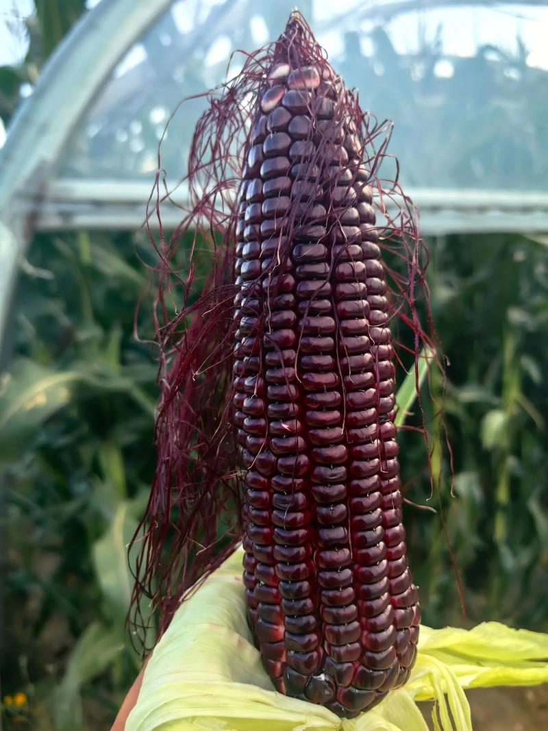 延安玉米现在什么价格-图3