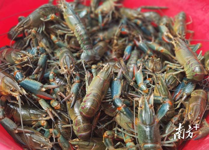 南方养龙虾，技术视频要点有哪些？-图3