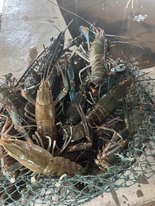 南方养龙虾，技术视频要点有哪些？-图2