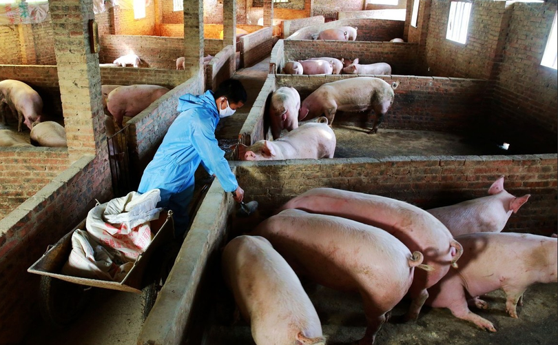 农民养猪技术视频怎么播放？-图1