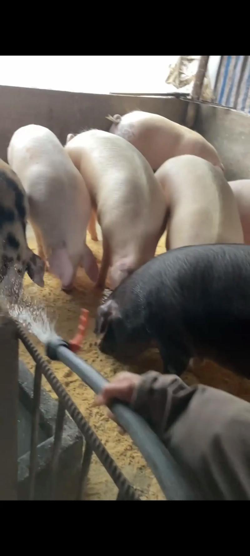 农民养猪技术视频怎么播放？-图3