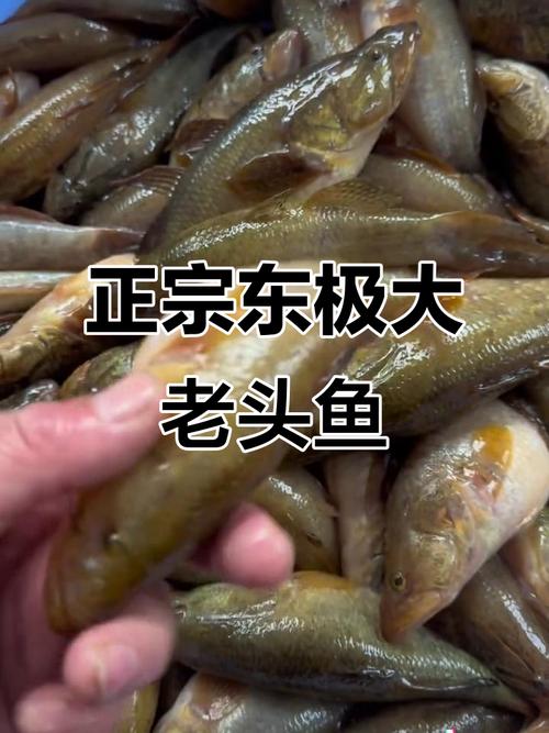 哈尔滨老头鱼养殖技术有哪些关键要点？-图2